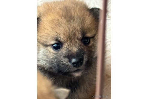 成約済の埼玉県のミックス犬-353995の6枚目