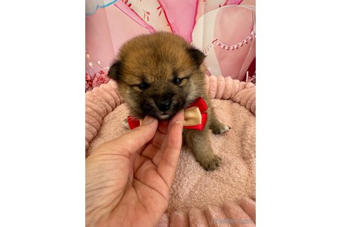 成約済の埼玉県のミックス犬-353995の8枚目
