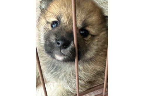 成約済の埼玉県のミックス犬-353995の3枚目