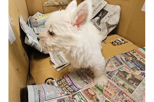 成約済の愛知県のウエストハイランドホワイトテリア(ウエスティ)-354004の6枚目