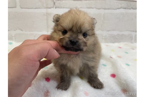 成約済の愛知県のポメラニアン-354007の15枚目
