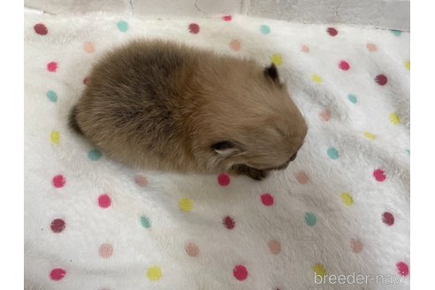 成約済の愛知県のポメラニアン-354007の19枚目