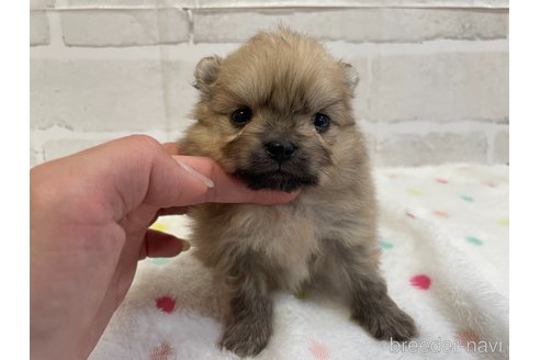 成約済の愛知県のポメラニアン-354007の18枚目