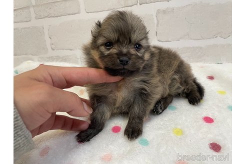 成約済の愛知県のポメラニアン-354012