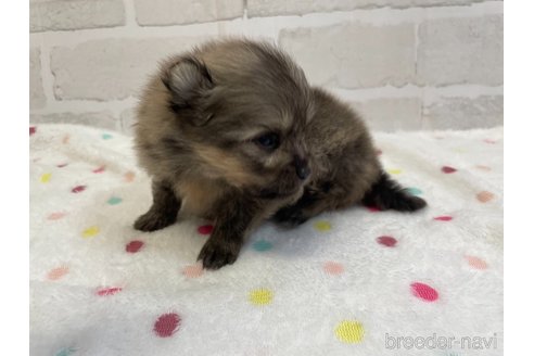 成約済の愛知県のポメラニアン-354012の2枚目