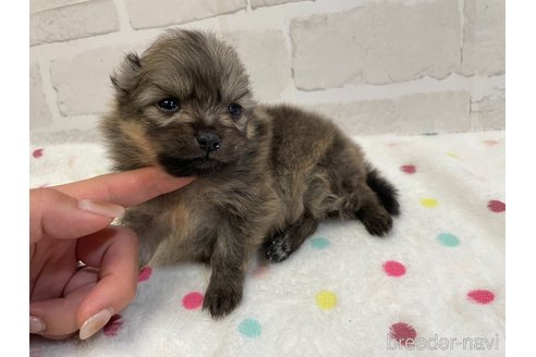 成約済の愛知県のポメラニアン-354012の5枚目