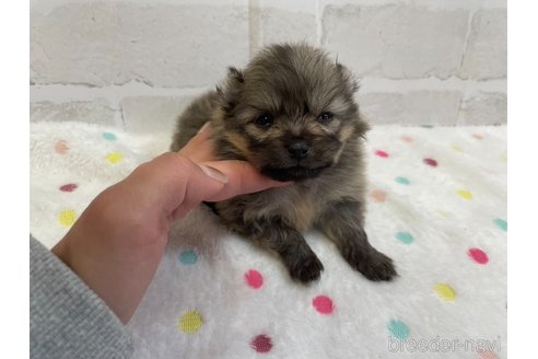 成約済の愛知県のポメラニアン-354012の3枚目