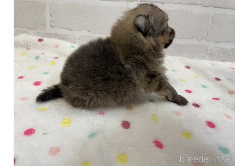 成約済の愛知県のポメラニアン-354012の6枚目