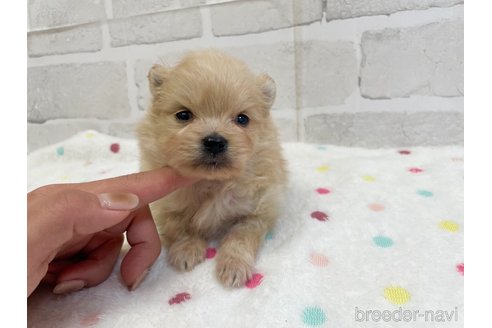 成約済の愛知県のポメラニアン-354014の10枚目