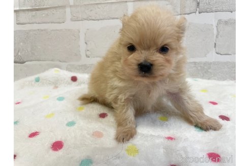成約済の愛知県のポメラニアン-354014の11枚目