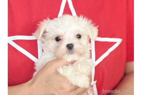 成約済の愛知県のマルチーズ-350265の1枚目