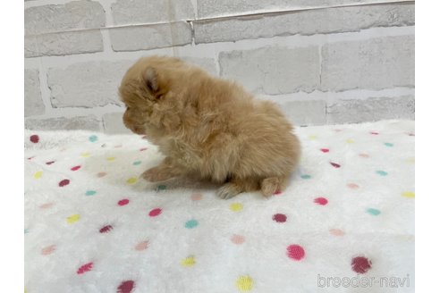 成約済の愛知県のポメラニアン-354014の8枚目