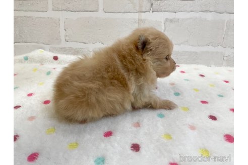 成約済の愛知県のポメラニアン-354014の9枚目