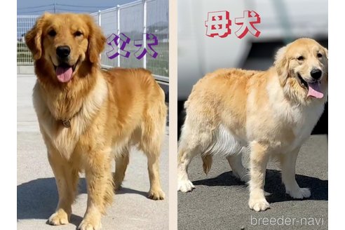 成約済の三重県のゴールデンレトリーバー-354032の2枚目