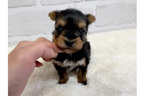 成約済の愛知県のヨークシャーテリア-354036の12枚目