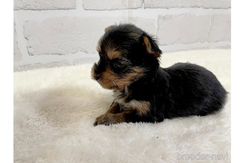 成約済の愛知県のヨークシャーテリア-354036の8枚目