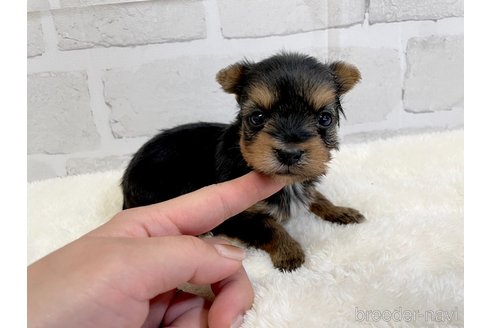 成約済の愛知県のヨークシャーテリア-354036の9枚目