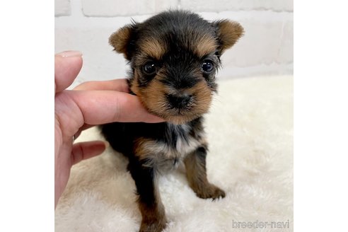 成約済の愛知県のヨークシャーテリア-354036の15枚目