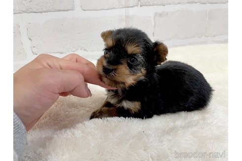 成約済の愛知県のヨークシャーテリア-354036の13枚目