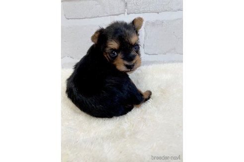 成約済の愛知県のヨークシャーテリア-354036の10枚目