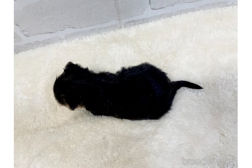 成約済の愛知県のヨークシャーテリア-354036の11枚目