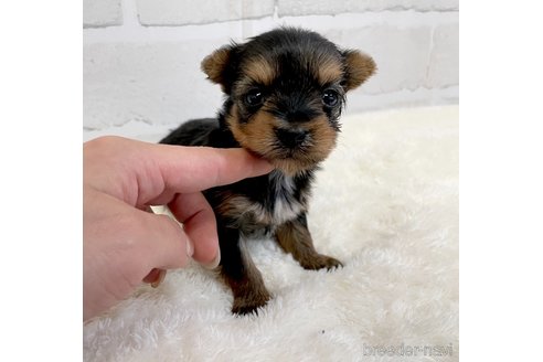 成約済の愛知県のヨークシャーテリア-354036の14枚目