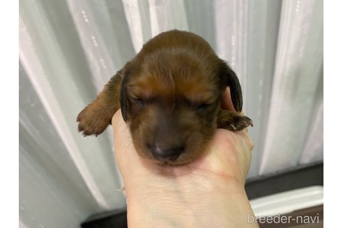 成約済の岐阜県のミニチュアダックスフンド(ロングヘアード)-354062の11枚目
