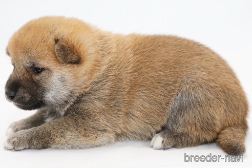 成約済の神奈川県の柴犬-351655の2枚目