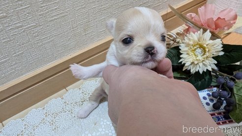 成約済の広島県のチワプー:チワワ×トイプードル-354088の17枚目
