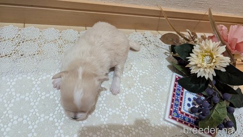 成約済の広島県のチワプー:チワワ×トイプードル-354088の19枚目