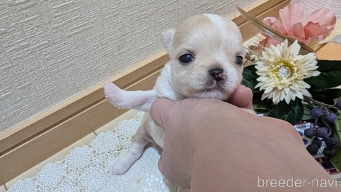 成約済の広島県のチワプー:チワワ×トイプードル-354088の18枚目