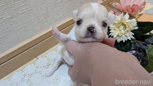 成約済の広島県のチワプー:チワワ×トイプードル-354088の16枚目