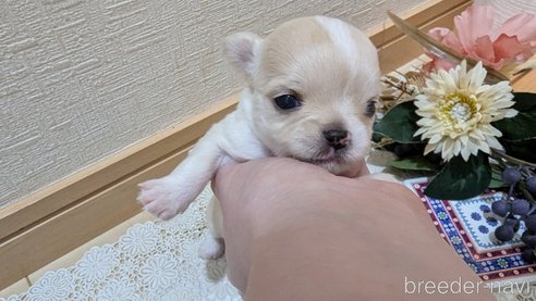 成約済の広島県のチワプー:チワワ×トイプードル-354088の15枚目