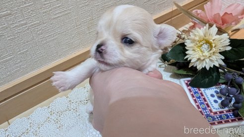 成約済の広島県のチワプー:チワワ×トイプードル-354088の14枚目