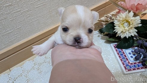 成約済の広島県のチワプー:チワワ×トイプードル-354088の13枚目