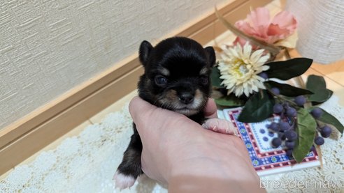 成約済の広島県のチワプー:チワワ×トイプードル-354093の35枚目