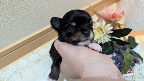 成約済の広島県のチワプー:チワワ×トイプードル-354093の36枚目