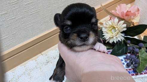 成約済の広島県のチワプー:チワワ×トイプードル-354093の33枚目