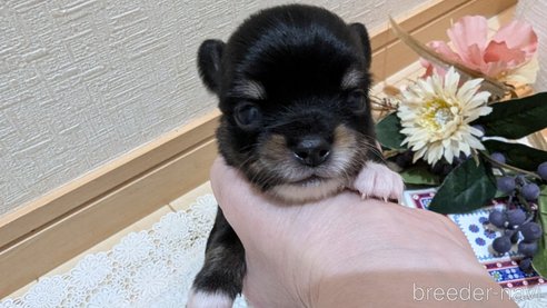 成約済の広島県のチワプー:チワワ×トイプードル-354093の32枚目