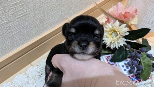 成約済の広島県のチワプー:チワワ×トイプードル-354093の31枚目