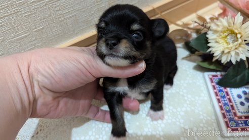 成約済の広島県のチワプー:チワワ×トイプードル-354093の30枚目