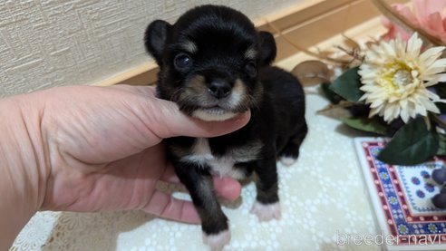 成約済の広島県のチワプー:チワワ×トイプードル-354093の29枚目
