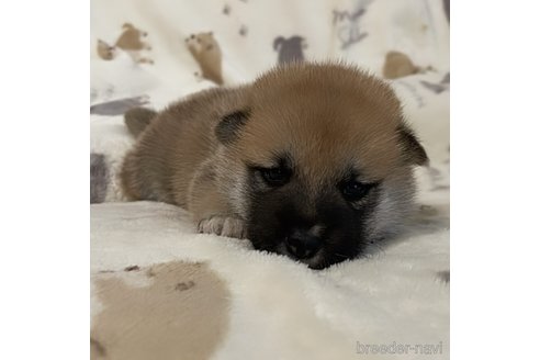 成約済の大阪府の柴犬-353812の3枚目