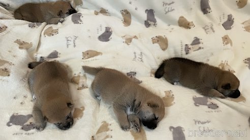 成約済の大阪府の柴犬-353812の4枚目