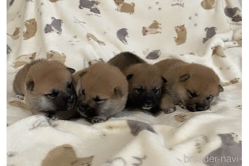 成約済の大阪府の柴犬-353812の5枚目