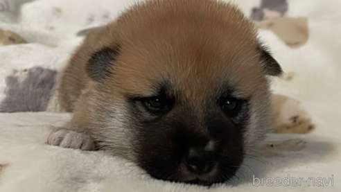 成約済の大阪府の柴犬-353812の1枚目