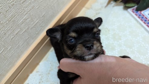 成約済の広島県のチワプー:チワワ×トイプードル-354102の17枚目
