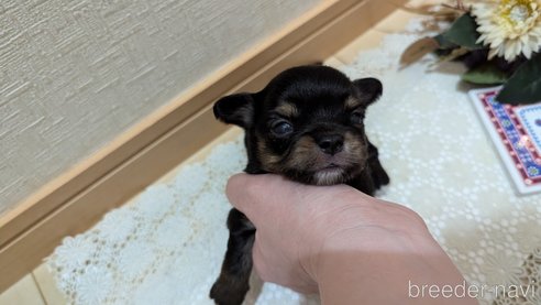 成約済の広島県のチワプー:チワワ×トイプードル-354102の16枚目