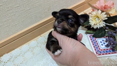 成約済の広島県のチワプー:チワワ×トイプードル-354102の15枚目