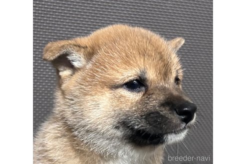 成約済の福岡県の豆柴-354136の7枚目